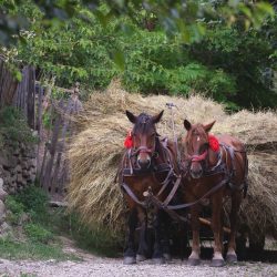 Adunatul Fânului, practică tradițională in satul Alunis